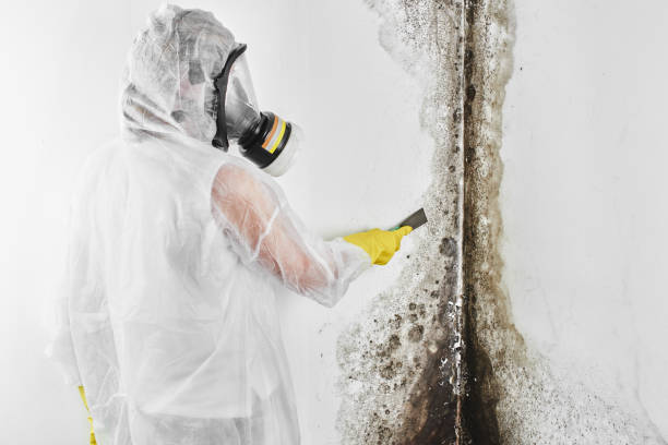 Best Mold Removal Company Near Me  in Alderwood Manor, WA