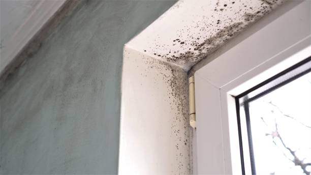 Best Fast Mold Removal  in Alderwood Manor, WA