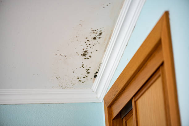 Best Attic Mold Removal  in Alderwood Manor, WA